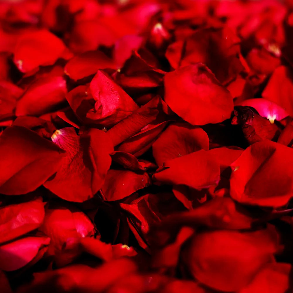 Vibrant red rose petals scattered closely together.