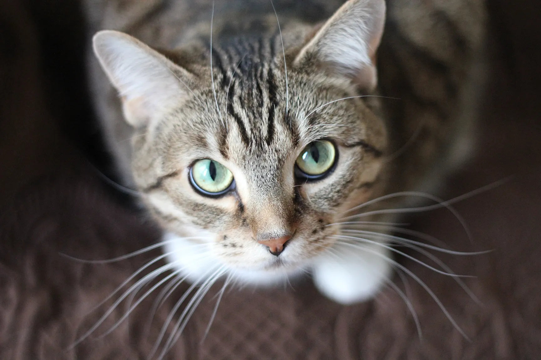 A close-up photo of a tabby cat with striking green eyes, gazing directly at the camera. The cat has a patterned fur coat with dark stripes and white whiskers that stand out against a blurred background. Its focused expression and soft fur make it look adorable and curious.