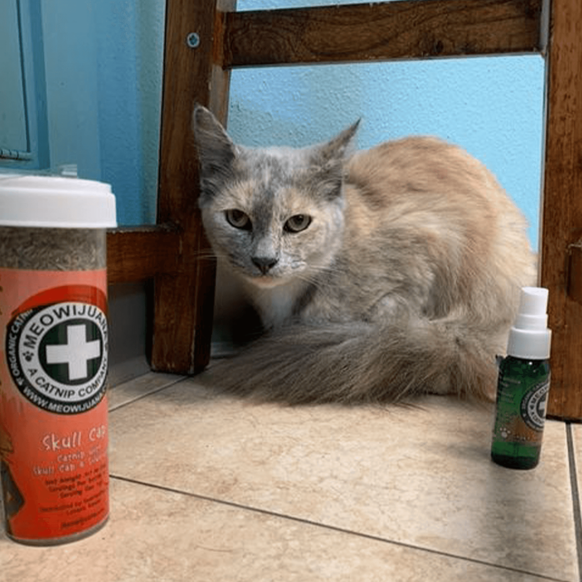 Trixie Catnip Spray pour chat - pas cher, commande facile